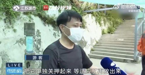 网红吃瓜解禁,揭秘娱乐圈幕后真相