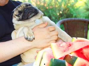 狗狗能否吃隔夜瓜,揭秘隔夜瓜对狗狗的影响