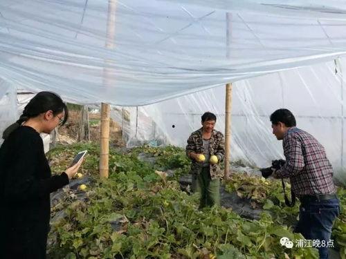 槐荫区吃瓜群众活动,吃瓜群众共襄盛举，欢乐活动精彩纷呈