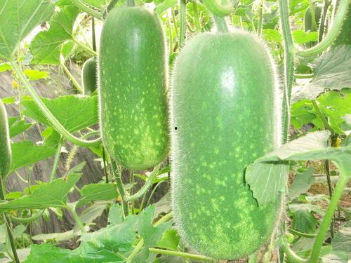 吃瓜tc,TC视角下的娱乐圈风云