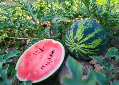 河南科技公司吃瓜,揭秘背后的真相与争议