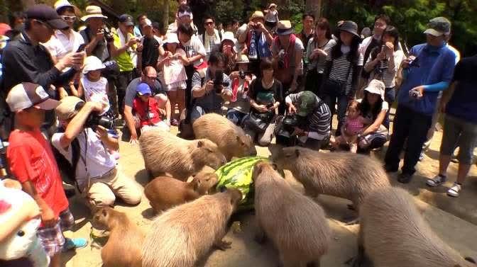 吃瓜围观的小丑,揭秘小丑背后的故事