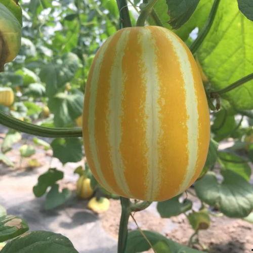 瓜哥吃瓜雷人的特效在哪,神秘生成背后的秘密