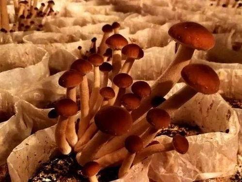 吃瓜女子下蛋,意外下蛋背后的神秘传说