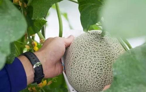 土豪吃毁灭瓜视频,一场视觉与味蕾的双重盛宴