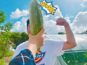 吃瓜不饱,吃瓜不饱，真相大揭秘