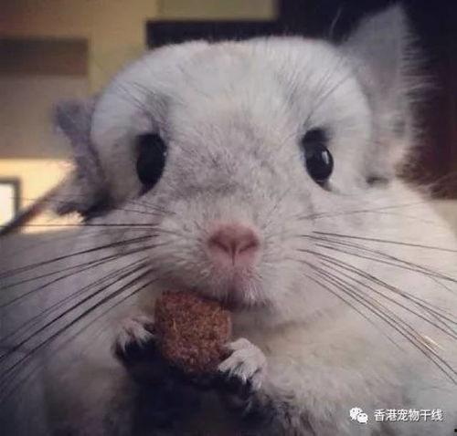 龙猫吃瓜壁纸,萌动夏日时光