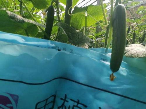 上树吃瓜图文解释,一图一解夏日清凉趣事