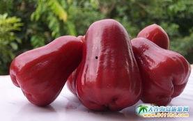 莲雾吃瓜短视频,趣味横生的短视频盛宴