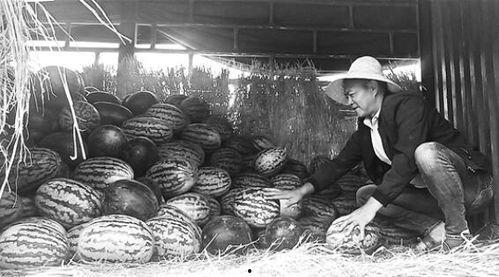 武威吃瓜群众事件始末,一场网络舆论的风波与反思