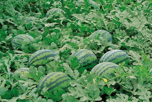 线下单杀吃瓜,单杀吃瓜，见证电竞传奇时刻