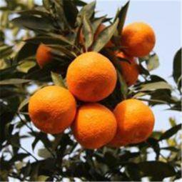 梦见吃柑瓜,揭秘梦见吃柑瓜的神秘寓意