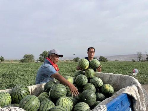 吃瓜被淹死,悲剧警示安全意识