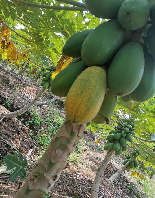 西双版纳哪里吃瓜,探寻热带风情美食之旅