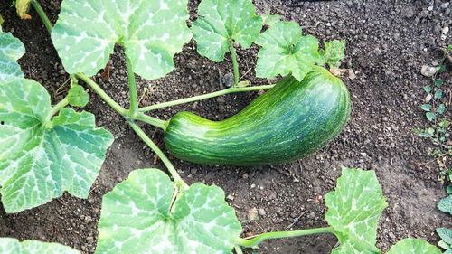 瓠瓜是砍瓜吗还是切的吃,是砍瓜还是切片享用？揭秘瓠瓜的独特食用方式