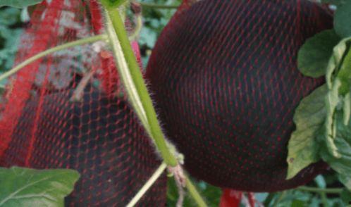 儋州人民吃瓜,探寻儋州人民独特的“吃瓜”文化