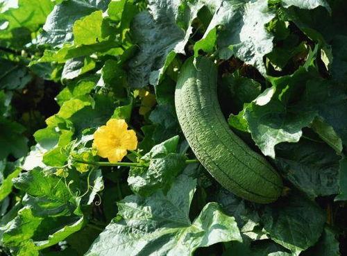 九良吃瓜,揭秘娱乐圈幕后故事