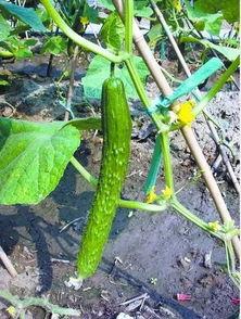 宝宝可以吃刺瓜,刺瓜营养食谱分享